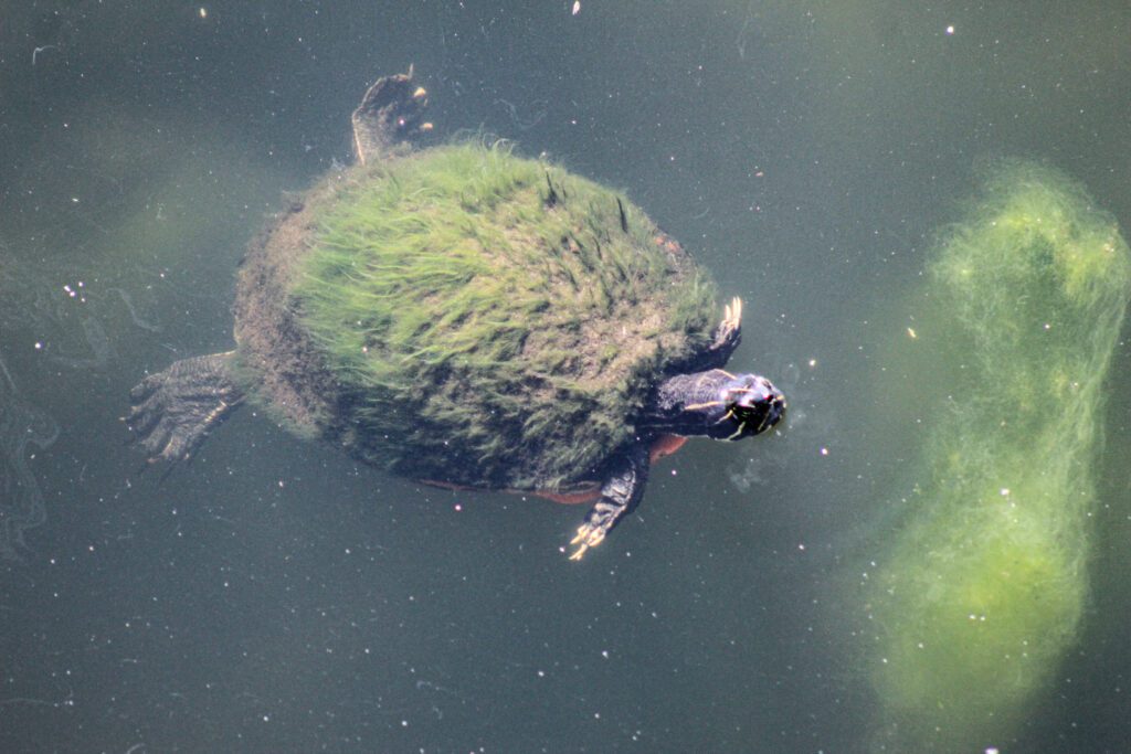 A turtle swimming at Sawgrass Lake Park pops its head above the surface of the water.